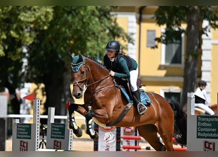 Koń holsztyński, Wałach, 8 lat, 171 cm, Gniada