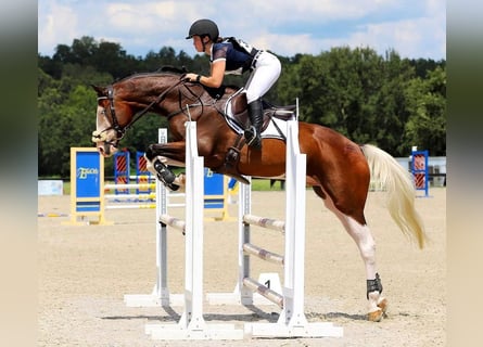 Koń holsztyński, Wałach, 9 lat, 170 cm, Tobiano wszelkich maści