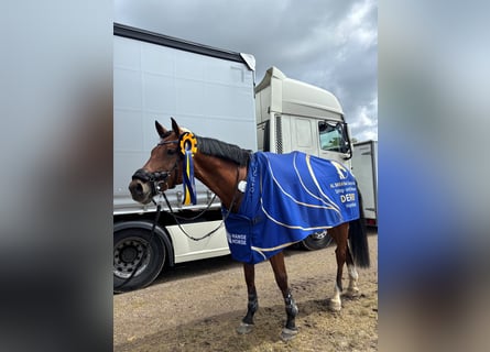 Koń holsztyński, Wałach, 9 lat, 173 cm