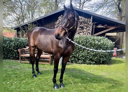 Koń holsztyński, Wałach, 10 lat, 168 cm, Gniada