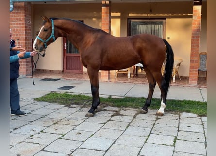 Koń holsztyński, Wałach, 11 lat, 168 cm, Gniada