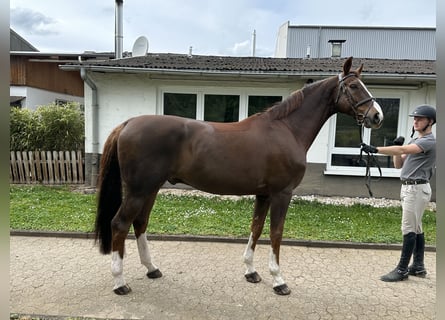 Koń holsztyński, Wałach, 12 lat, 174 cm, Kasztanowata
