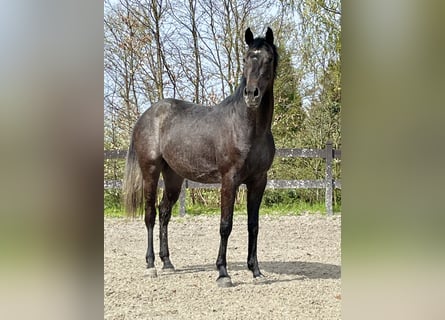 Koń holsztyński, Wałach, 3 lat, 165 cm, Siwa