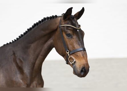 Koń holsztyński, Wałach, 3 lat, 166 cm, Gniada