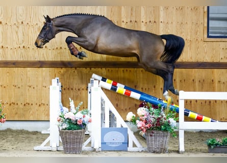 Koń holsztyński, Wałach, 3 lat, 167 cm, Gniada