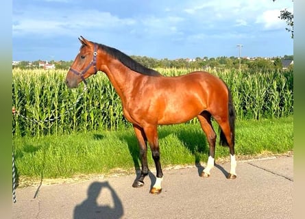 Koń holsztyński, Wałach, 3 lat, 169 cm, Jasnogniada