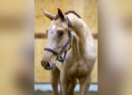 Koń holsztyński, Wałach, 3 lat, 169 cm