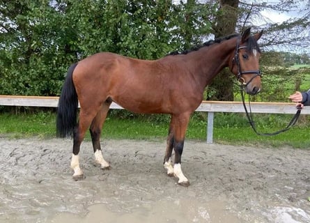 Koń holsztyński, Wałach, 4 lat, 153 cm, Gniada
