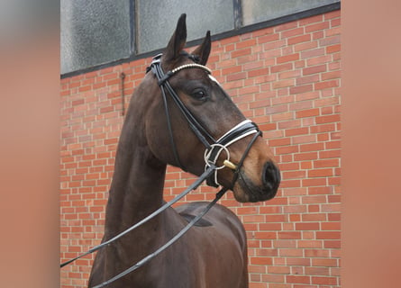 Koń holsztyński, Wałach, 4 lat, 163 cm, Ciemnogniada