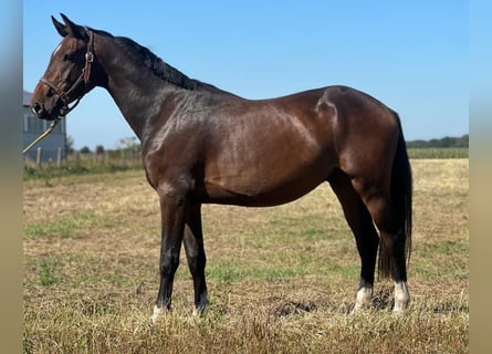 Koń holsztyński, Wałach, 4 lat, 166 cm, Gniada