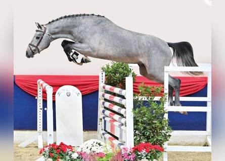Koń holsztyński, Wałach, 4 lat, 167 cm, Siwa jabłkowita