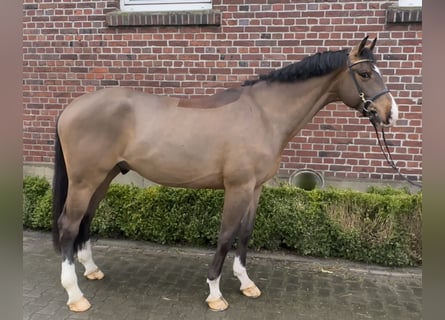 Koń holsztyński, Wałach, 4 lat, 168 cm, Gniada