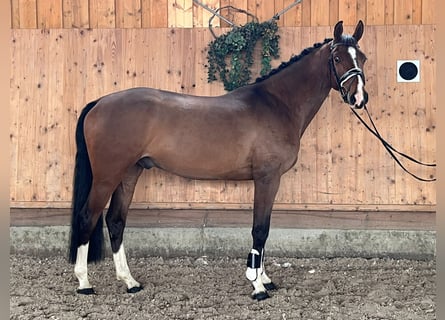 Koń holsztyński, Wałach, 4 lat, 170 cm, Gniada