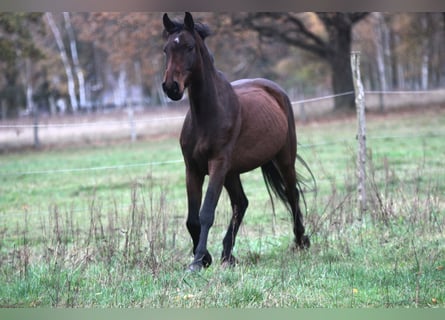 Koń holsztyński, Wałach, 4 lat, 180 cm, Gniada