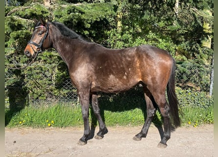 Koń holsztyński, Wałach, 5 lat, 167 cm, Ciemnogniada