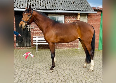 Koń holsztyński, Wałach, 5 lat, 167 cm, Gniada