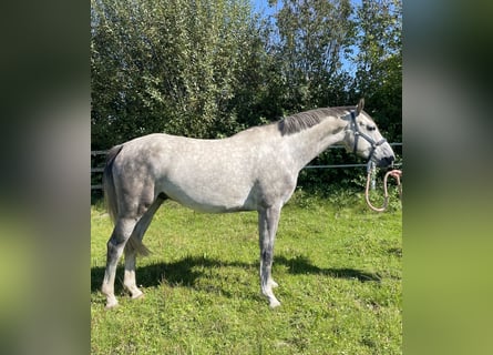 Koń holsztyński, Wałach, 5 lat, 170 cm