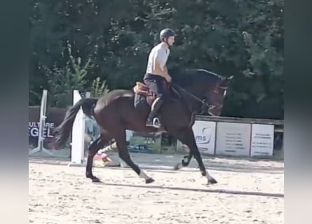Koń holsztyński, Wałach, 5 lat, 175 cm, Kara