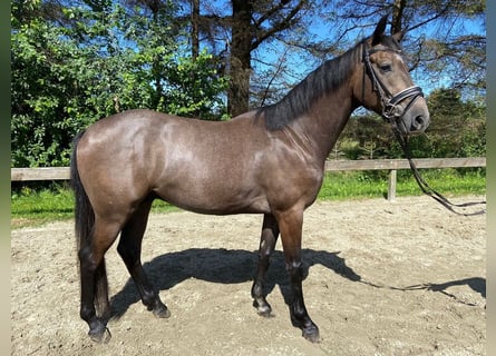 Koń holsztyński, Wałach, 6 lat, 158 cm, Siwa