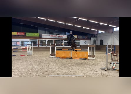 Koń holsztyński, Wałach, 7 lat, 168 cm, Ciemnogniada