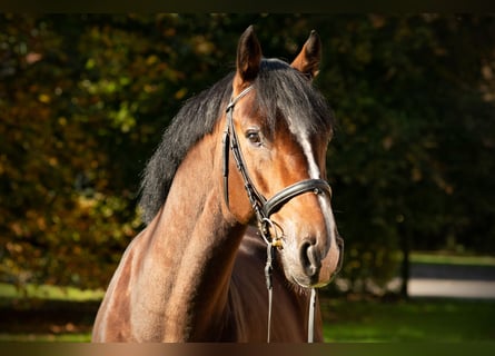 Koń holsztyński, Wałach, 7 lat, 168 cm, Gniada