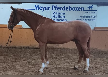 Koń holsztyński, Wałach, 7 lat, 170 cm, Kasztanowata