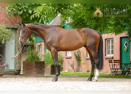 Koń holsztyński, Wałach, 7 lat, 179 cm, Gniada