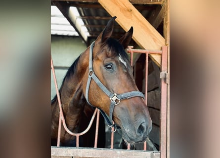 Koń holsztyński, Wałach, 7 lat, 180 cm, Gniada