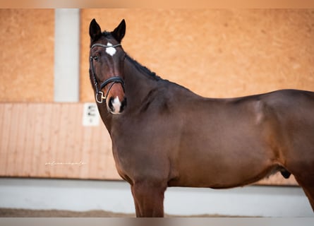 Koń holsztyński, Wałach, 8 lat, 174 cm, Gniada