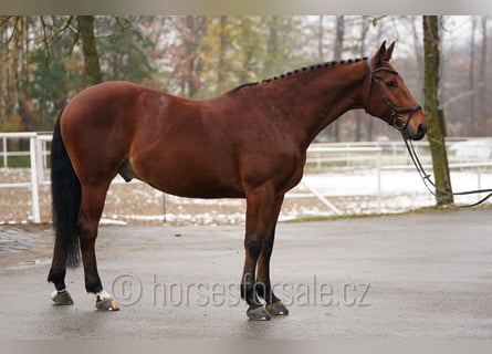 Koń holsztyński, Wałach, 9 lat, 168 cm, Gniada