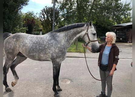Koń holsztyński, Wałach, 9 lat, 168 cm, Siwa