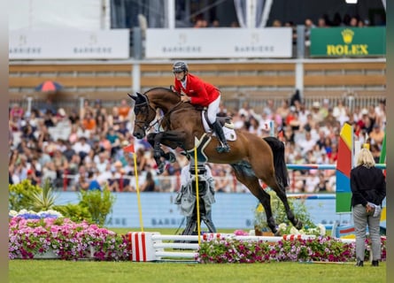 Koń holsztyński, Nieznany, Zygota