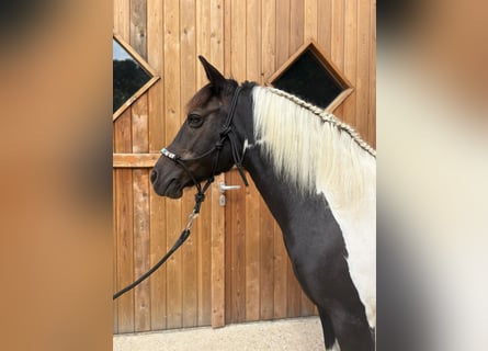 Koń huculski, Klacz, 10 lat, 136 cm, Srokata