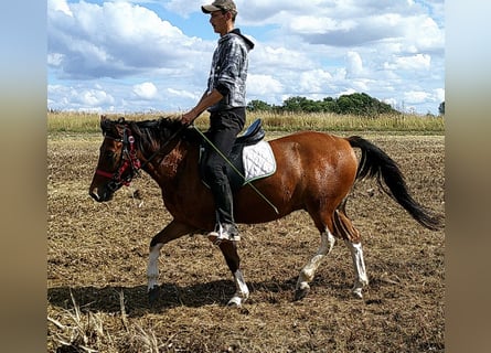 Koń huculski, Wałach, 3 lat, 140 cm, Srokata