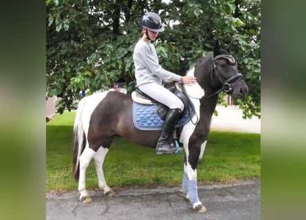 Koń huculski, Wałach, 4 lat, 135 cm, Srokata