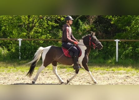 Koń huculski, Wałach, 4 lat, 138 cm, Srokata
