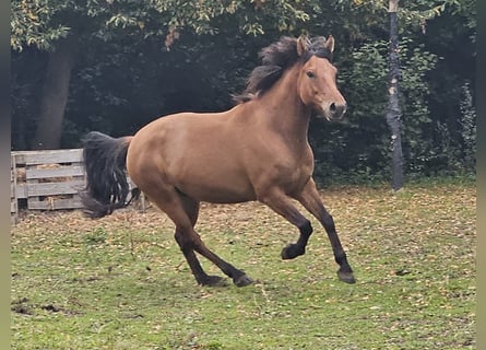 Koń huculski, Wałach, 4 lat, 145 cm