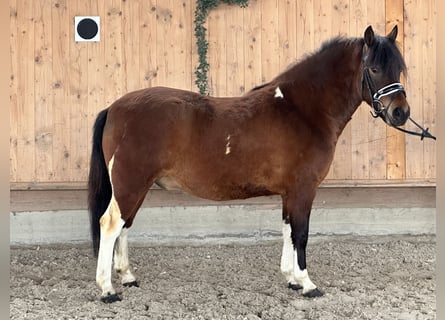 Koń huculski, Wałach, 4 lat, 146 cm, Srokata