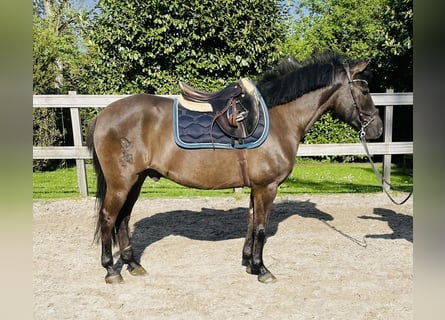 Koń huculski, Wałach, 8 lat, 147 cm, Kara