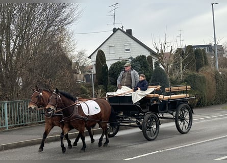 Koń huculski, Wałach, 9 lat, 142 cm, Gniada