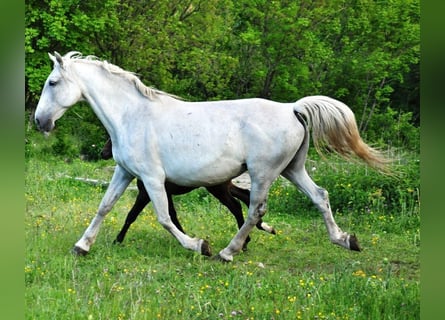 Koń lipicański, Klacz, 17 lat, 162 cm, Siwa