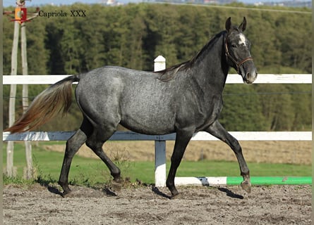 Koń lipicański, Klacz, 2 lat, 158 cm, Siwa