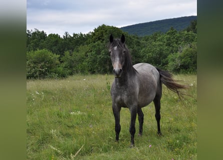 Koń lipicański, Klacz, 3 lat, 146 cm, Siwa