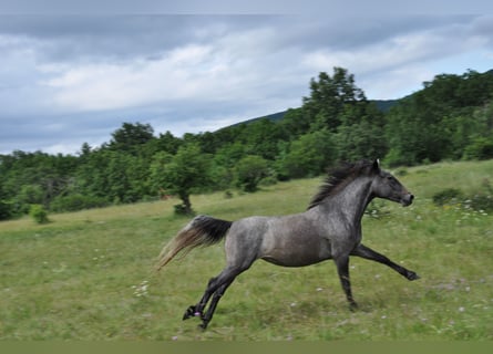 Koń lipicański, Klacz, 3 lat, 148 cm, Siwa