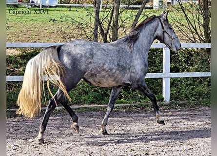 Koń lipicański, Klacz, 3 lat, 152 cm, Siwa