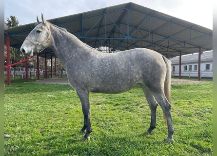 Koń lipicański, Klacz, 3 lat, 155 cm, Siwa