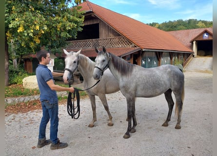 Koń lipicański, Klacz, 3 lat, 157 cm, Siwa