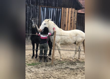 Koń lipicański, Klacz, 3 lat, 160 cm, Siwa
