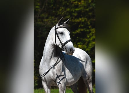 Koń lipicański, Klacz, 4 lat, 148 cm, Siwa