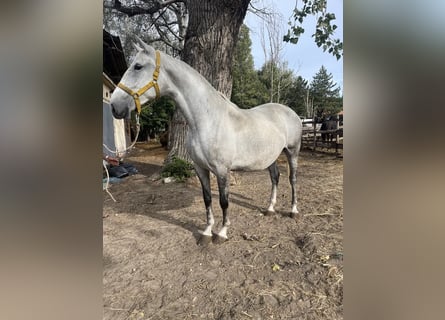 Koń lipicański, Klacz, 4 lat, 170 cm, Siwa jabłkowita